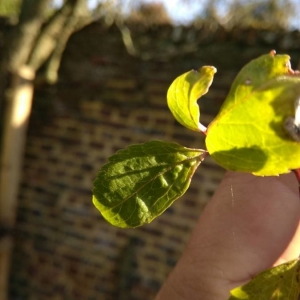 Photographie n°2258609 du taxon Cornus sanguinea L. [1753]