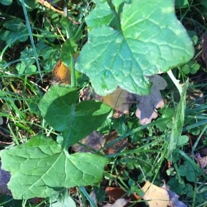 Photographie n°2258619 du taxon Lactuca muralis (L.) Gaertn. [1791]