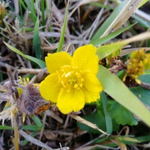 Photographie n°2258646 du taxon Caltha palustris L. [1753]