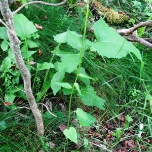 Photographie n°2258718 du taxon Phyteuma spicatum L. [1753]