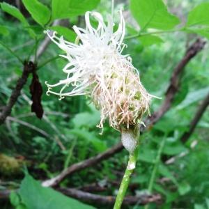 Photographie n°2258721 du taxon Phyteuma spicatum L. [1753]