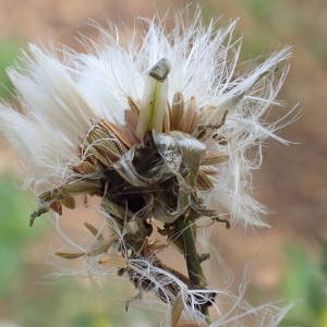 Photographie n°2258745 du taxon Sonchus oleraceus L. [1753]