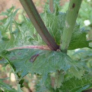 Photographie n°2258748 du taxon Sonchus oleraceus L. [1753]