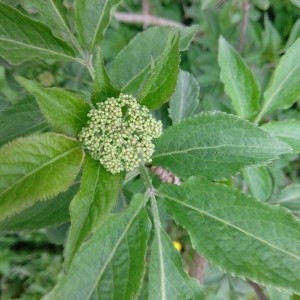 Photographie n°2258807 du taxon Sambucus nigra L. [1753]