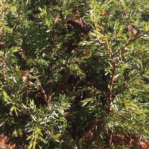 Photographie n°2258811 du taxon Juniperus communis L. [1753]