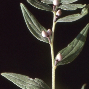 Photographie n°2258816 du taxon Lithospermum officinale L. [1753]