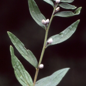 Photographie n°2258817 du taxon Lithospermum officinale L. [1753]