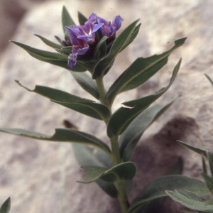 Photographie n°2258823 du taxon Lithospermum gastonii Benth. [1846]