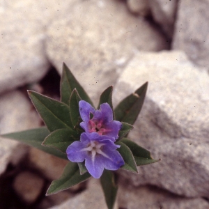 Lithospermum gastonii Benth. (Grémil de Gaston)