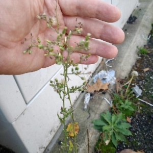 Photographie n°2258846 du taxon Erigeron canadensis L. [1753]