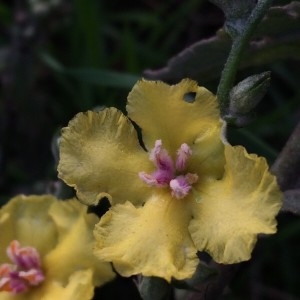 Photographie n°2258851 du taxon Verbascum sinuatum L. [1753]