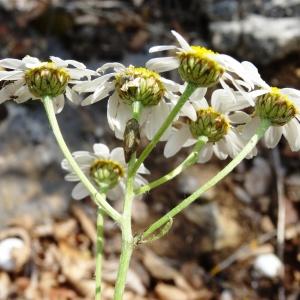 Photographie n°2258912 du taxon Tanacetum corymbosum (L.) Sch.Bip. [1844]