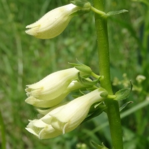 Photographie n°2258916 du taxon Digitalis lutea L.