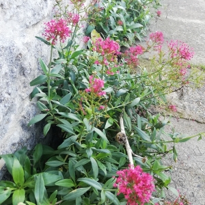 Photographie n°2258984 du taxon Centranthus ruber (L.) DC. [1805]