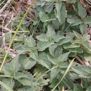 Photographie n°2259009 du taxon Urtica dioica L. [1753]