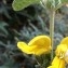  Hugo Santacreu - Phlomis fruticosa L. [1753]