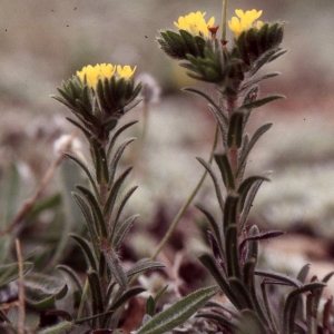 Photographie n°2259038 du taxon Neatostema apulum (L.) I.M.Johnst. [1953]