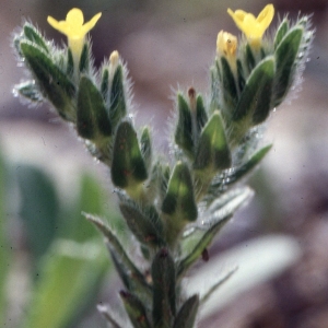 Photographie n°2259041 du taxon Neatostema apulum (L.) I.M.Johnst. [1953]