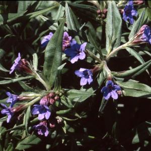 Photographie n°2259054 du taxon Lithospermum purpurocaeruleum L. [1753]