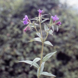 Photographie n°2259055 du taxon Lithospermum purpurocaeruleum L. [1753]