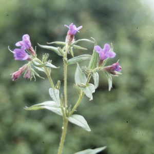 Photographie n°2259056 du taxon Lithospermum purpurocaeruleum L. [1753]