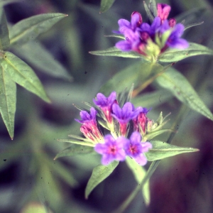 Photographie n°2259059 du taxon Lithospermum purpurocaeruleum L. [1753]