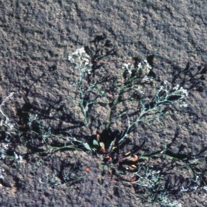  - Limonium bellidifolium (Gouan) Dumort. [1827]