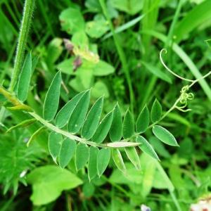 Photographie n°2259072 du taxon Vicia cracca L.