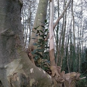 Photographie n°2259146 du taxon Platanus x hispanica Mill. ex Münchh. [1770]