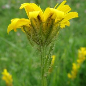 Photographie n°2259151 du taxon Crepis pyrenaica (L.) Greuter [1970]