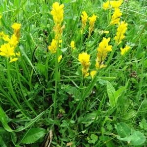 Photographie n°2259152 du taxon Genista sagittalis L.