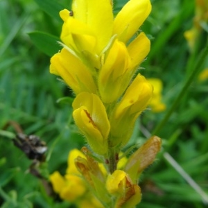 Photographie n°2259153 du taxon Genista sagittalis L.