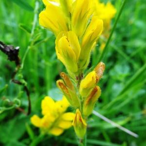 Photographie n°2259154 du taxon Genista sagittalis L.
