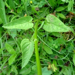 Photographie n°2259158 du taxon Phyteuma spicatum L. [1753]