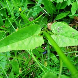 Photographie n°2259159 du taxon Phyteuma spicatum L. [1753]