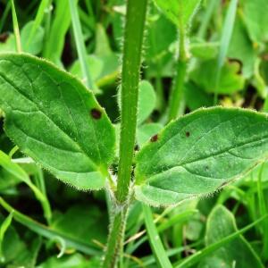 Photographie n°2259162 du taxon Prunella grandiflora (L.) Schöller [1775]