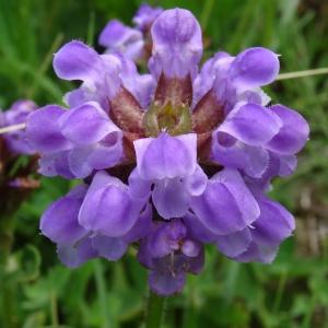 Photographie n°2259164 du taxon Prunella grandiflora (L.) Schöller [1775]