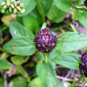  - Prunella vulgaris subsp. vulgaris 