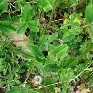 Photographie n°2259192 du taxon Trifolium ochroleucon Huds.