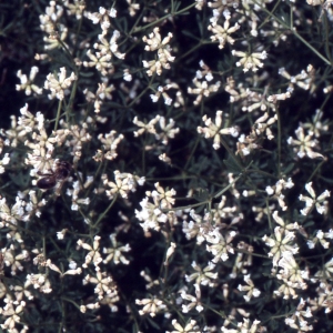 Photographie n°2259261 du taxon Lotus dorycnium L.