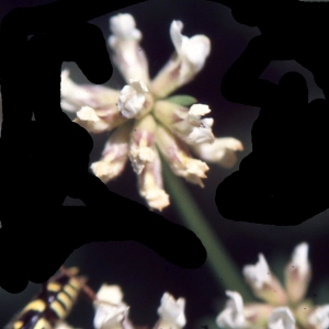 Photographie n°2259265 du taxon Lotus dorycnium L.