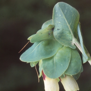 Photographie n°2259302 du taxon Cerinthe major subsp. gymnandra (Gasp.) Rouy [1908]