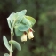  Liliane Roubaudi - Cerinthe major subsp. gymnandra (Gasp.) Rouy [1908]