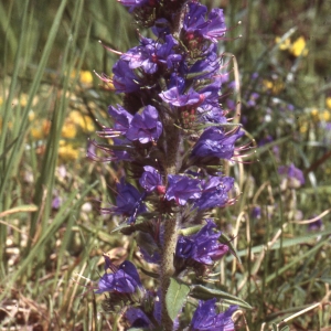 Photographie n°2259313 du taxon Echium vulgare L. [1753]