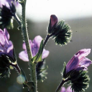 Photographie n°2259314 du taxon Echium vulgare L. [1753]