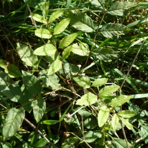 Photographie n°2259353 du taxon Fraxinus L. [1753]