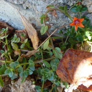 Photographie n°2259361 du taxon Lysimachia arvensis (L.) U.Manns & Anderb. [2009]