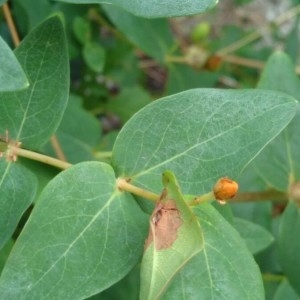 Photographie n°2259394 du taxon Hypericum hircinum L. [1753]