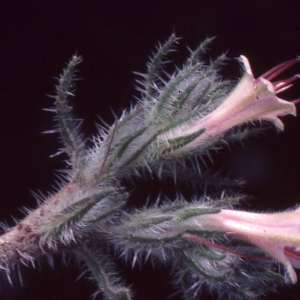 Photographie n°2259422 du taxon Echium asperrimum Lam. [1792]