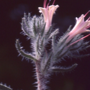 Photographie n°2259423 du taxon Echium asperrimum Lam. [1792]